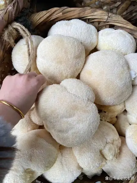 我国最好吃的五大蘑菇，你吃过几个，第一二名以鹿茸和珍珠命名 3